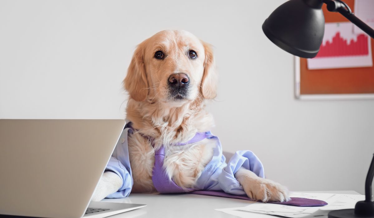 multifunction-printer-lease-multifunction-printer-business-printer-mfp-printer-cheap-laser-printer-printer-with-fax-printer-and-fax-machine