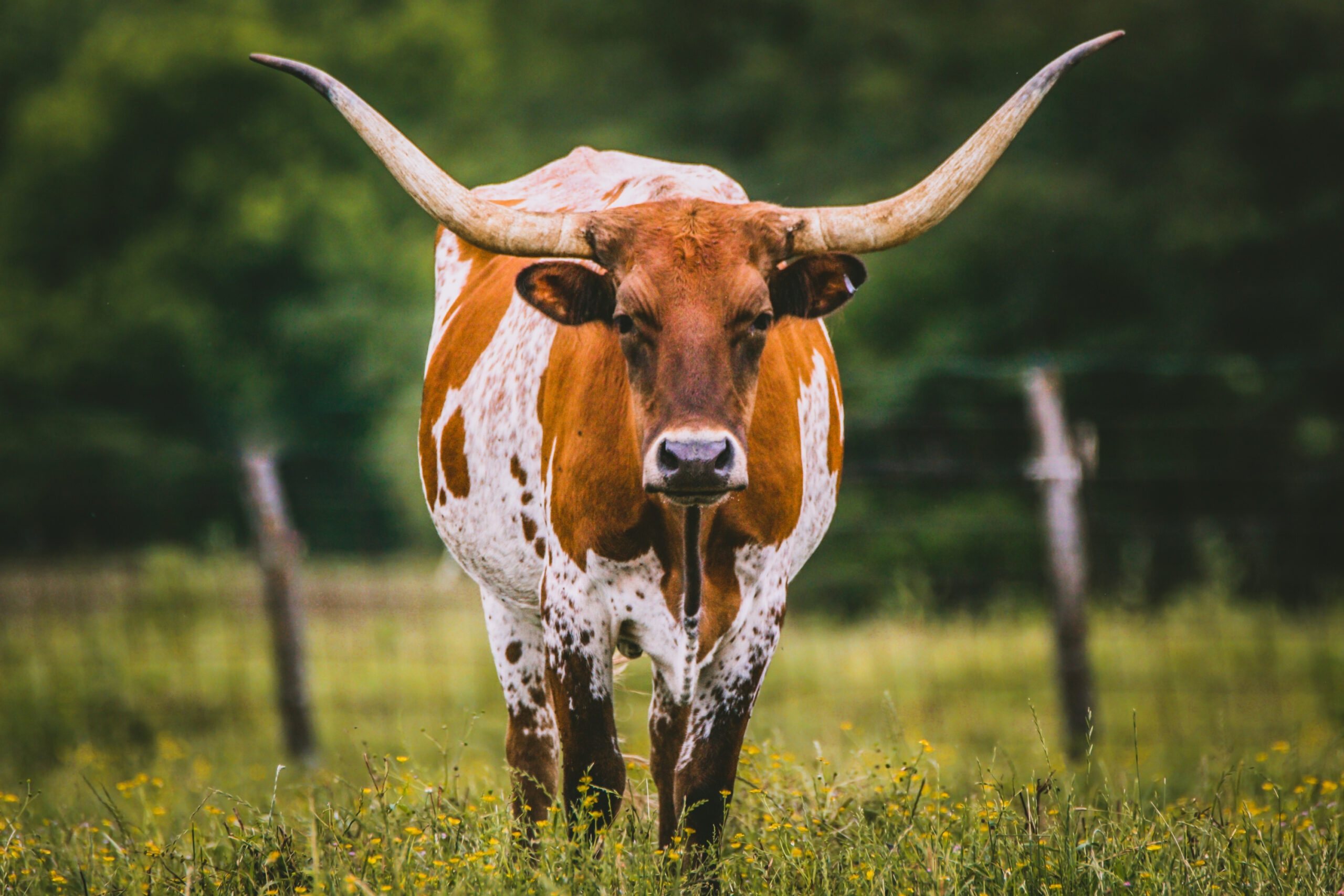 Mansfield Office Copiers